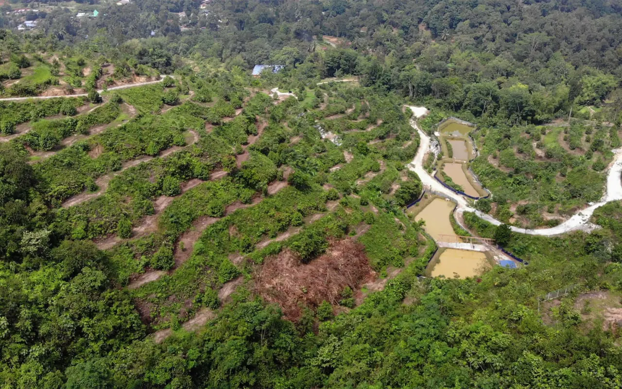 Aerial view of plantation land