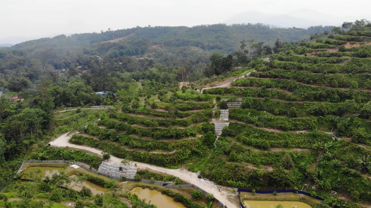Aerial view of a terraced durian plantation on a hillside