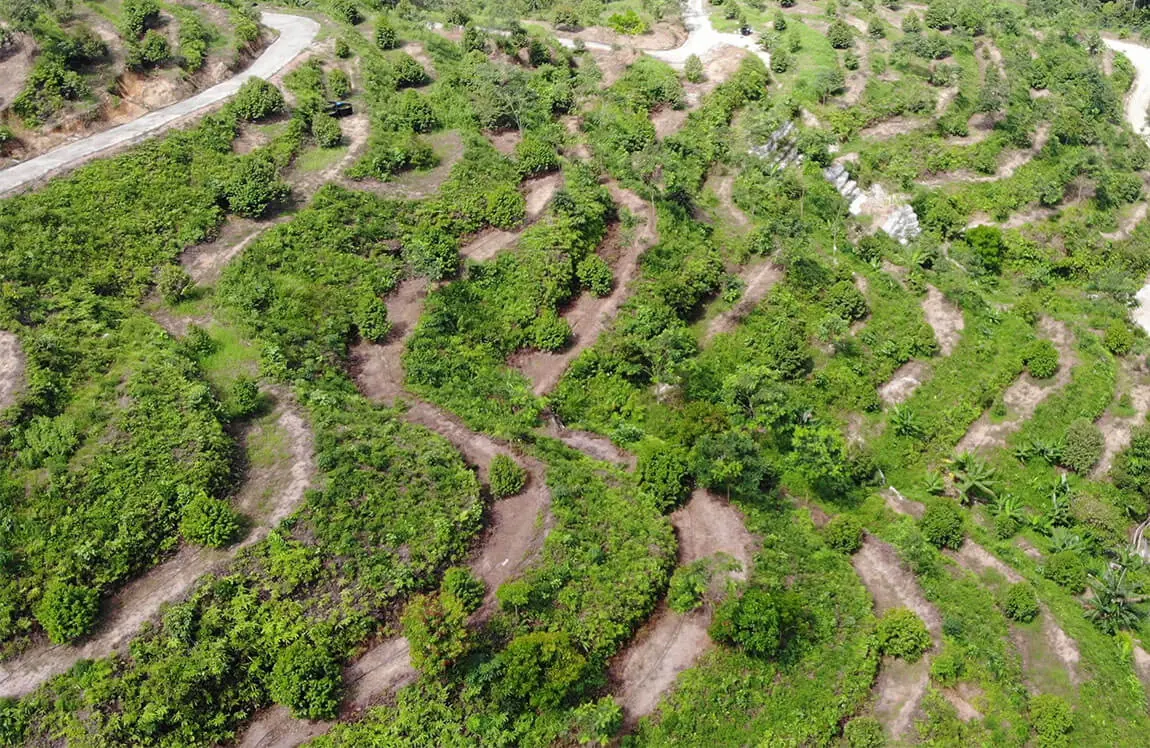 Established terraced durian plantation