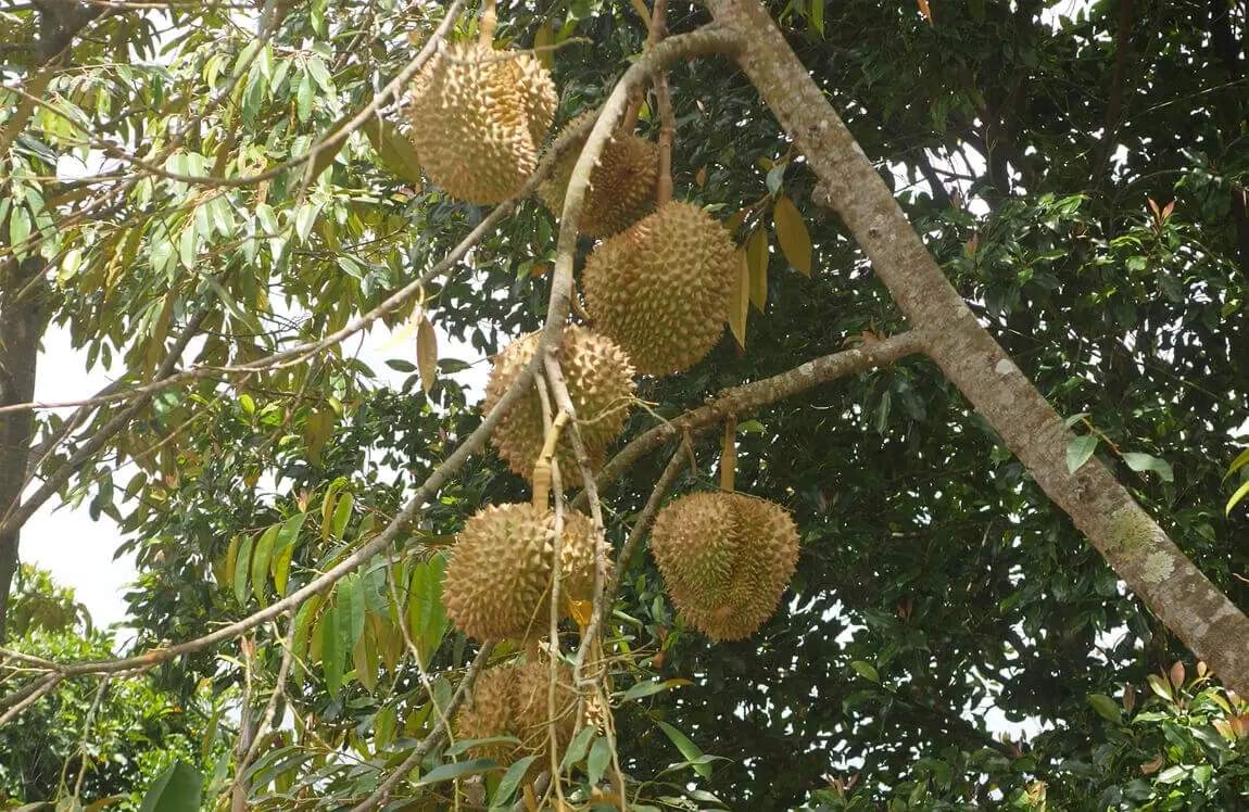 Durian fruit ripening on the tree